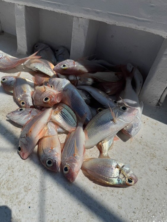 Parga Fishes